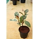 Ficcus Elastica 6 Inch-2-sm