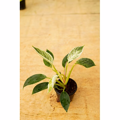 philodendron 6 inch