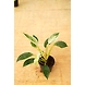 Philodendron 6 Inch-Philodendro6Inch-sm