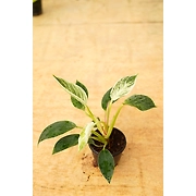 Philodendron 6 Inch