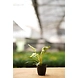 Philodendron 6 Inch-1-sm