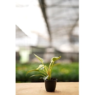 Philodendron 6 Inch