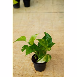 golden money plant 4 inch