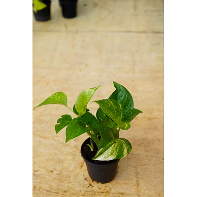 golden money plant 4 inch