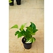 Golden Money Plant 4 Inch-GoldenMoneyPlant4Inch-sm