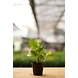 Golden Money Plant 4 Inch-1-sm