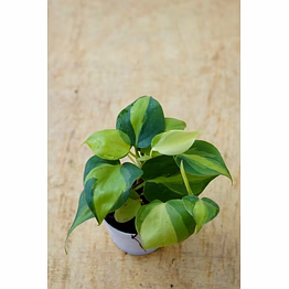 oxycardium plant 4 inch