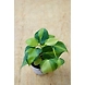 Oxycardium Plant 4 Inch-OxycardiumPlant4Inch-sm