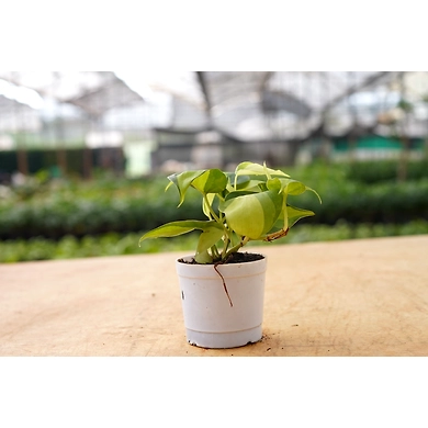 Oxycardium Plant 4 Inch-1