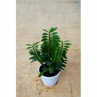 pedilanthus plant 6 inch