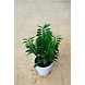 Pedilanthus Plant 6 Inch-PedilanthusPlant6Inch-sm