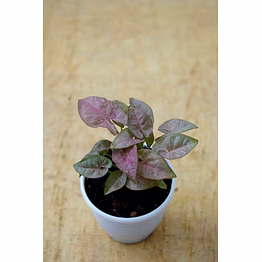 syngonium pink plants 4-inch