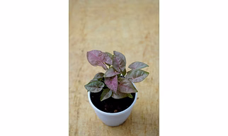 Syngonium PINK plants 4-Inch