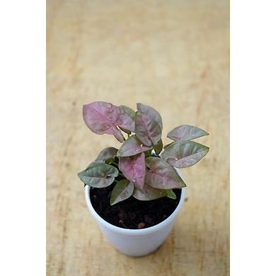 Syngonium PINK plants 4-Inch-Syngonium-PINK-plants4