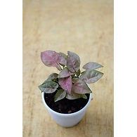 Syngonium PINK plants 4-Inch
