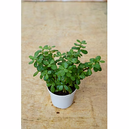 jade plant 4 inch
