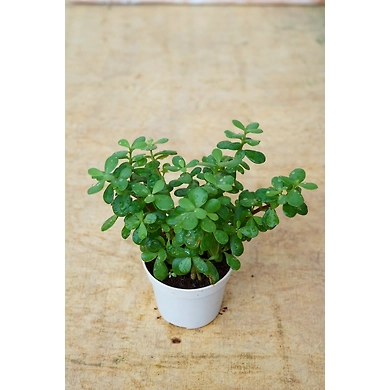 Jade plant 4 Inch-Jadeplant4Inch