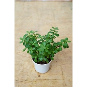 Jade plant 4 Inch