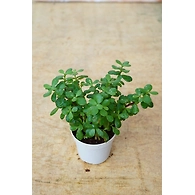 Jade plant 4 Inch