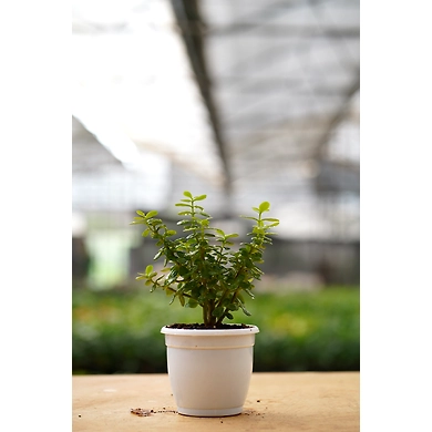 Jade plant 4 Inch-2