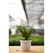 Jade plant 4 Inch-2-sm