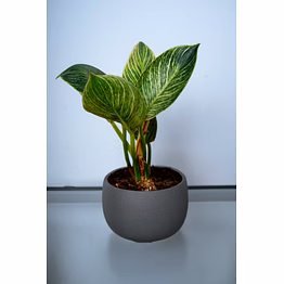 xl pot