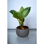 XL Pot
