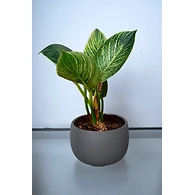 XL Pot