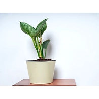 XL Pot
