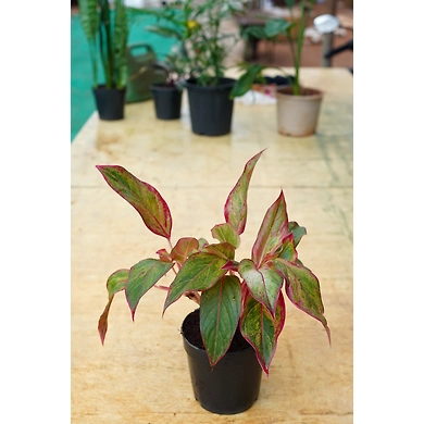 Aglonema Red 6 Inch-1