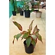 Aglonema Red 6 Inch-1-sm