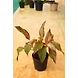 Aglonema Red 6 Inch-3-sm
