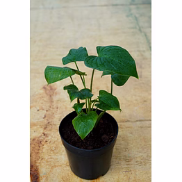 alocasia cucullata 4 inch