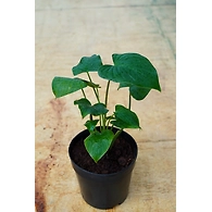 Alocasia Cucullata 4 Inch