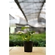 Alocasia Cucullata 4 Inch-1-sm