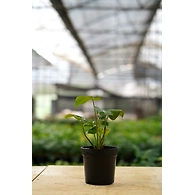 Alocasia Cucullata 4 Inch