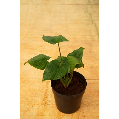 Alocasia Cucullata 4 Inch-2