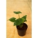 Alocasia Cucullata 4 Inch-2-sm