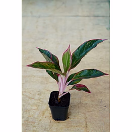 agalonema red 8 inch