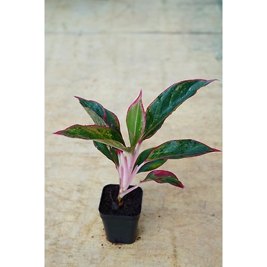 Agalonema Red 8 Inch-AgalonemaRed8Inch