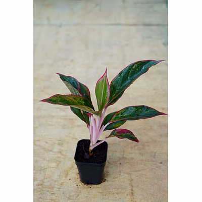 agalonema red 8 inch