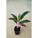 Agalonema Red 8 Inch-AgalonemaRed8Inch-sm