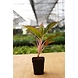 Agalonema Red 8 Inch-1-sm