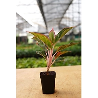 Agalonema Red 8 Inch