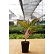 Agalonema Red 8 Inch-2-sm