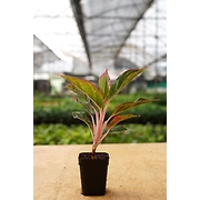 Agalonema Red 8 Inch