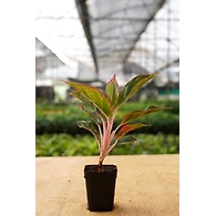 Agalonema Red 8 Inch