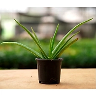 Alovera Plant 6 Inch