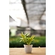 Baby Rubber Plant 6 Inch-1-sm