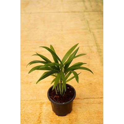 bamboo palm 4 inch